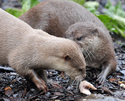 WEYMOUTH: Otterly in love